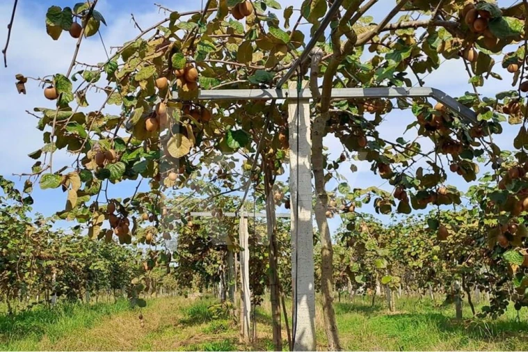 Terreno para Venda em Cadima Foto 14