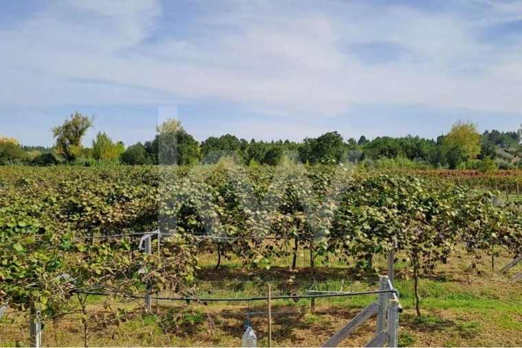 Terreno para Venda em Cadima Foto 6