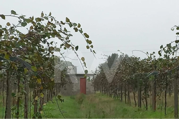 Terreno para Venda em Cadima Foto 17