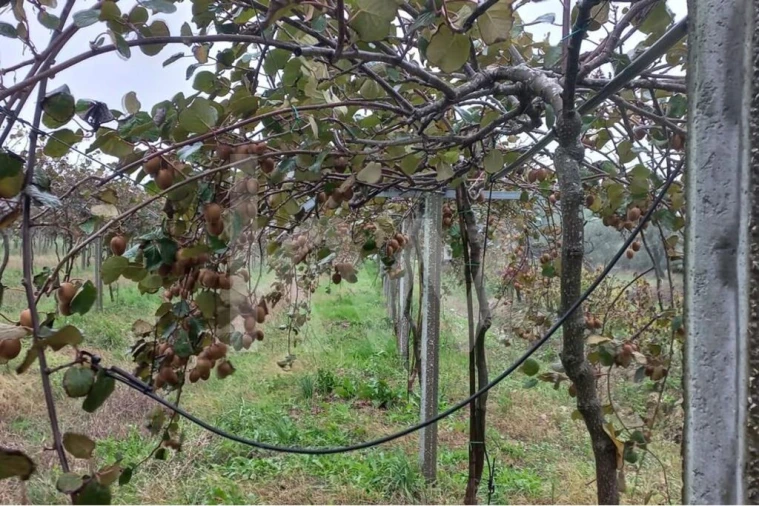 Terreno para Venda em Cadima Foto 22