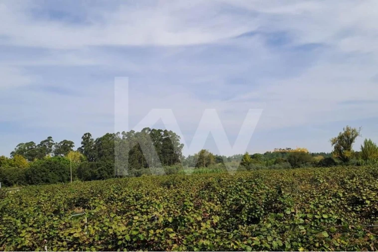 Terreno para Venda em Cadima Foto 4