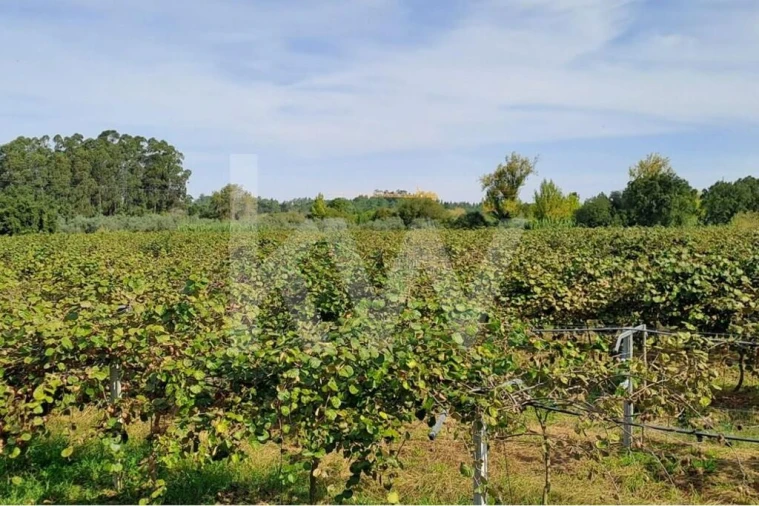 Terreno para Venda em Cadima Foto 10