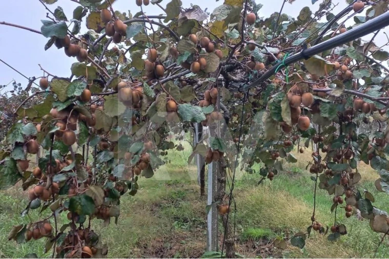 Terreno para Venda em Cadima Foto 16