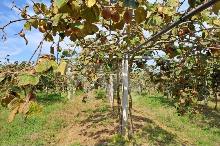 Terreno para Venda em Cadima Foto 8