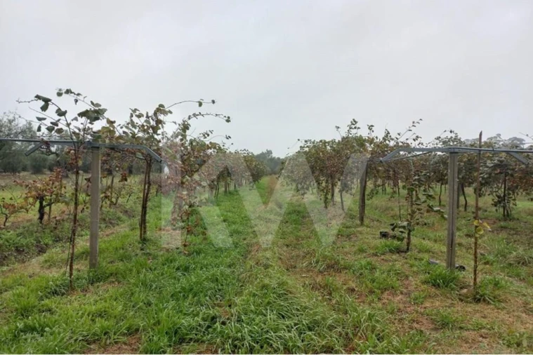 Terreno para Venda em Cadima Foto 11