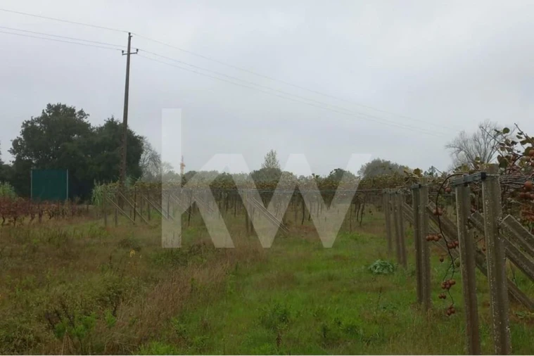 Terreno para Venda em Cadima Foto 20