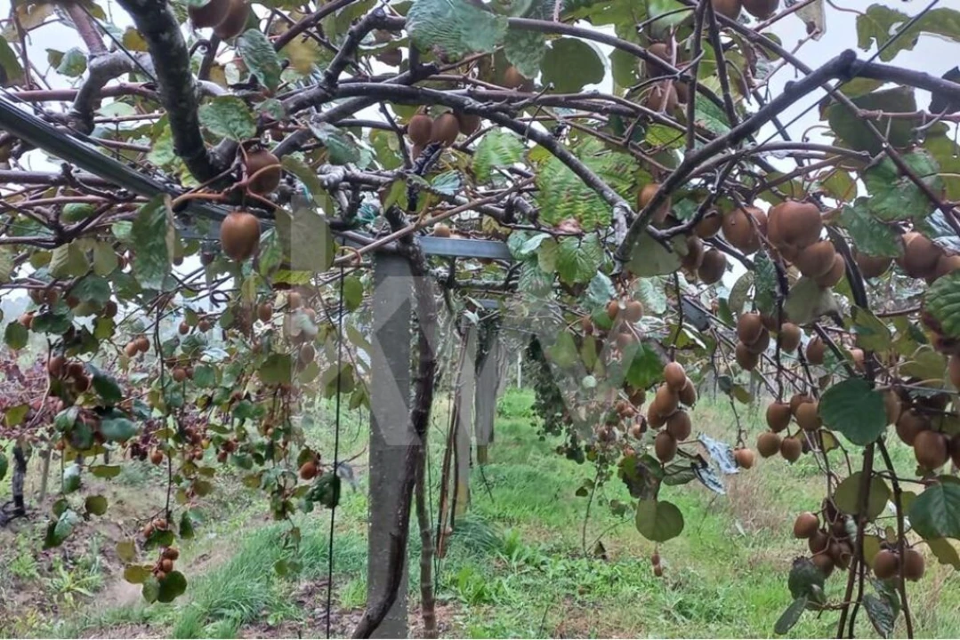 Terreno para Venda em Cadima Foto 18