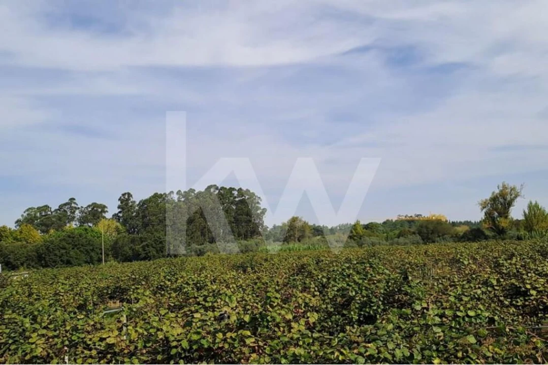 Terreno para Venda em Cadima Foto 4