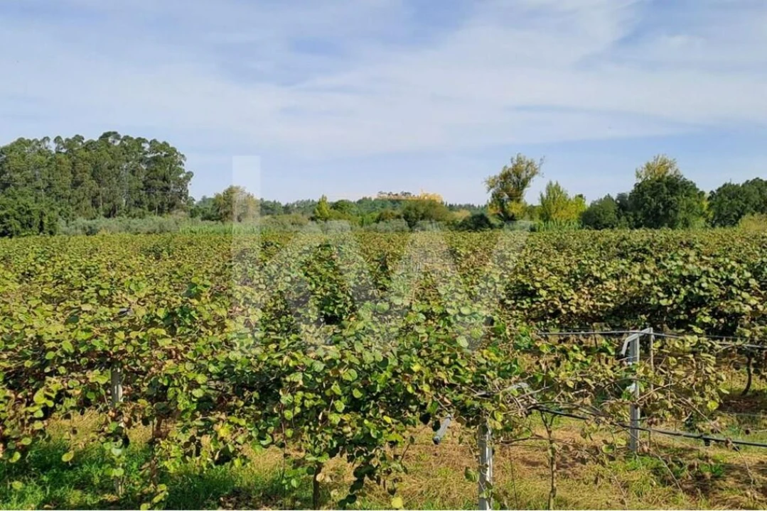 Terreno para Venda em Cadima Foto 10