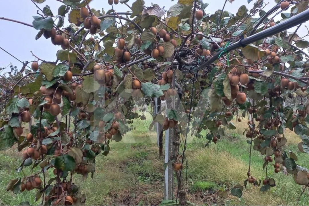 Terreno para Venda em Cadima Foto 16