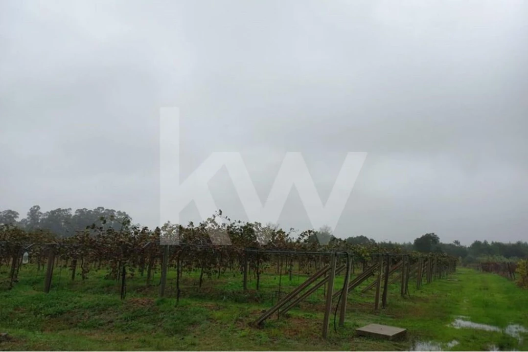 Terreno para Venda em Cadima Foto 9