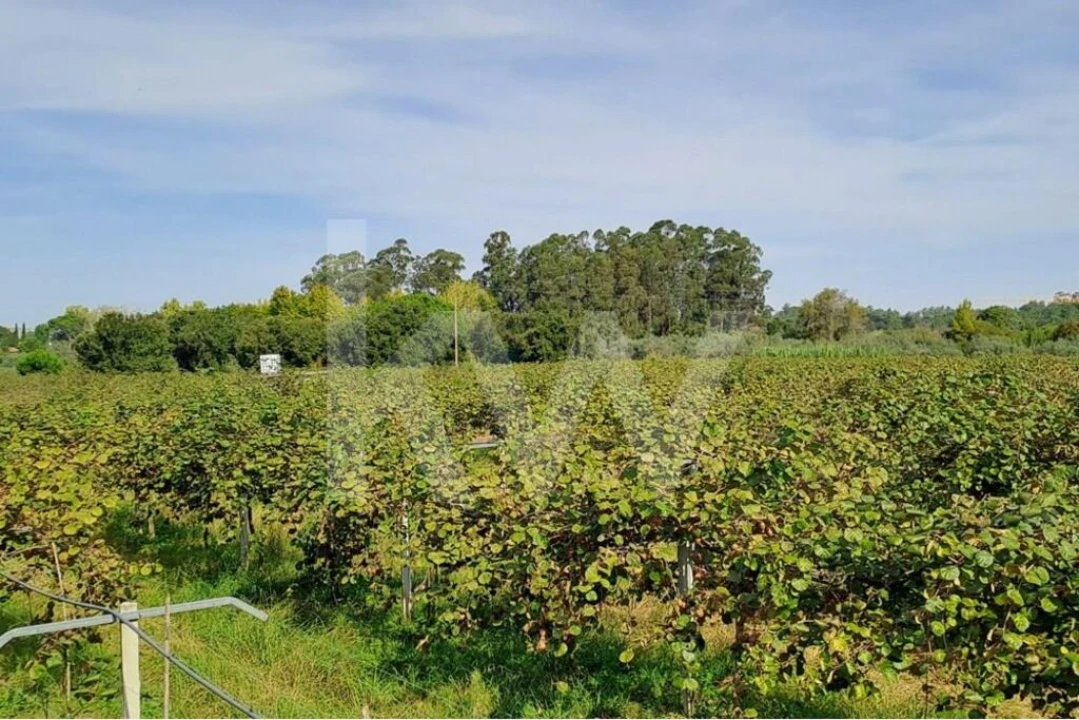 Terreno para Venda em Cadima Foto 7