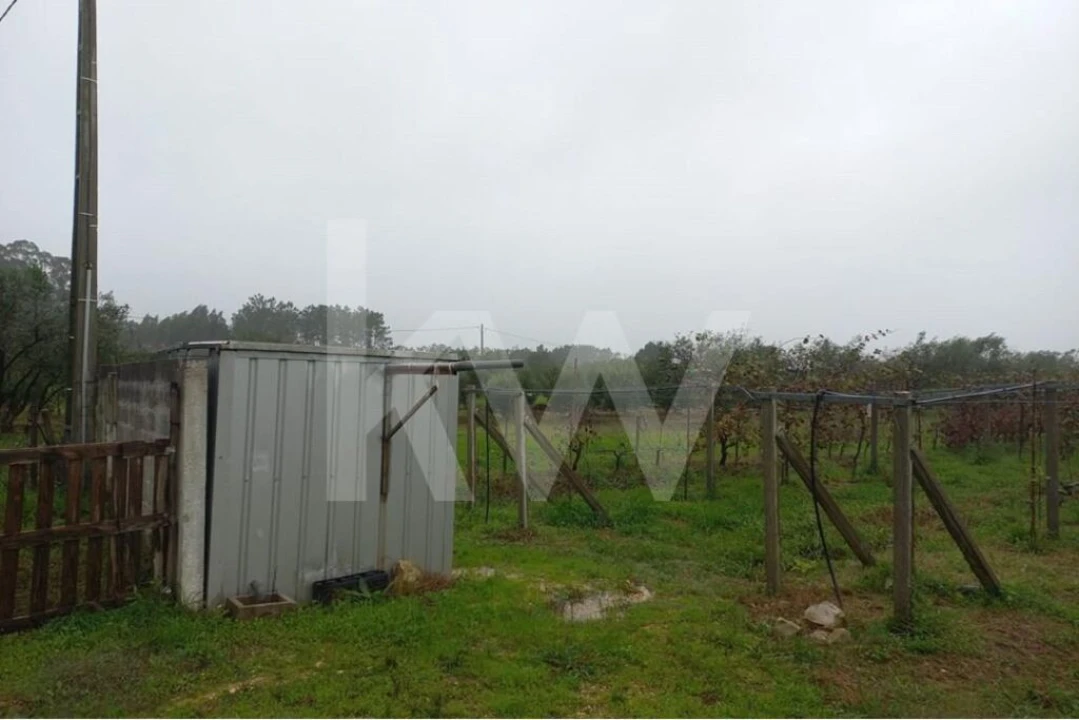 Terreno para Venda em Cadima Foto 21