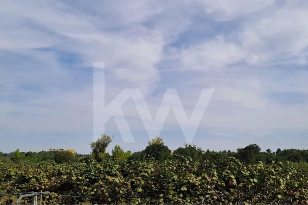 Terreno para Venda em Cadima Foto 5