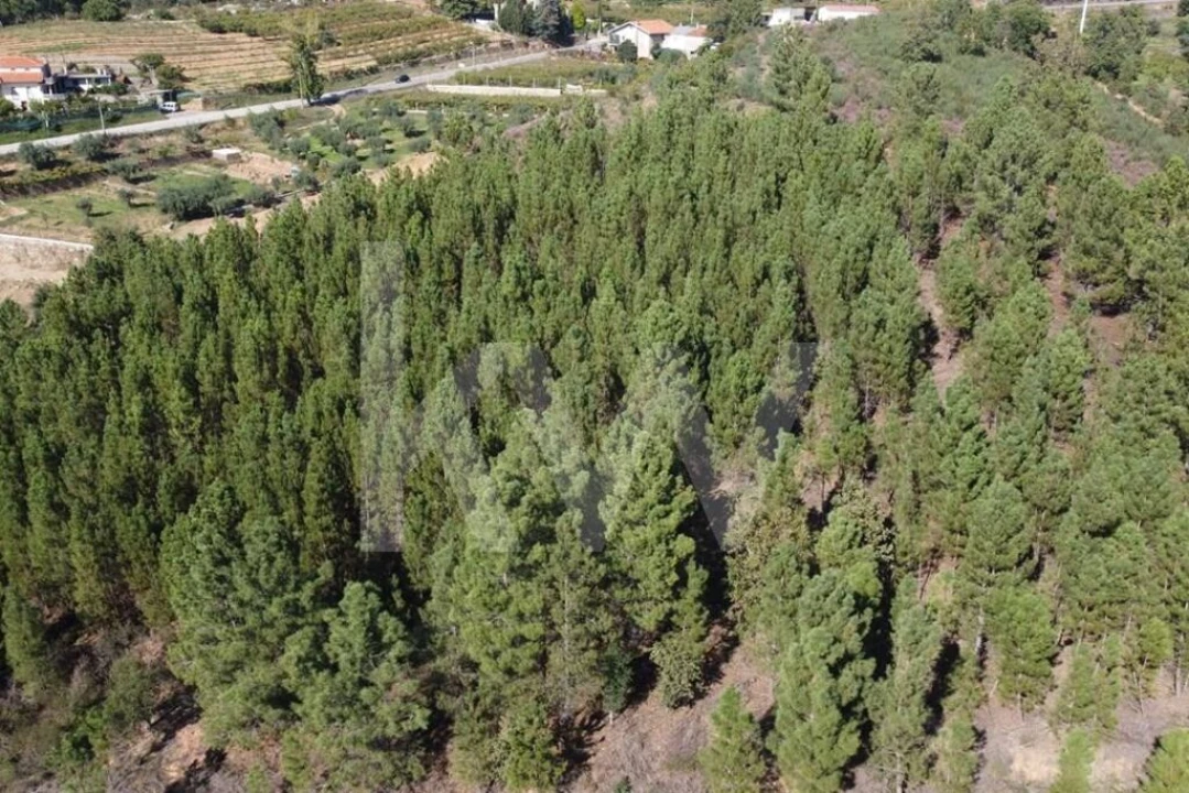 Quinta T5 para Venda em Souto da Casa Foto 12