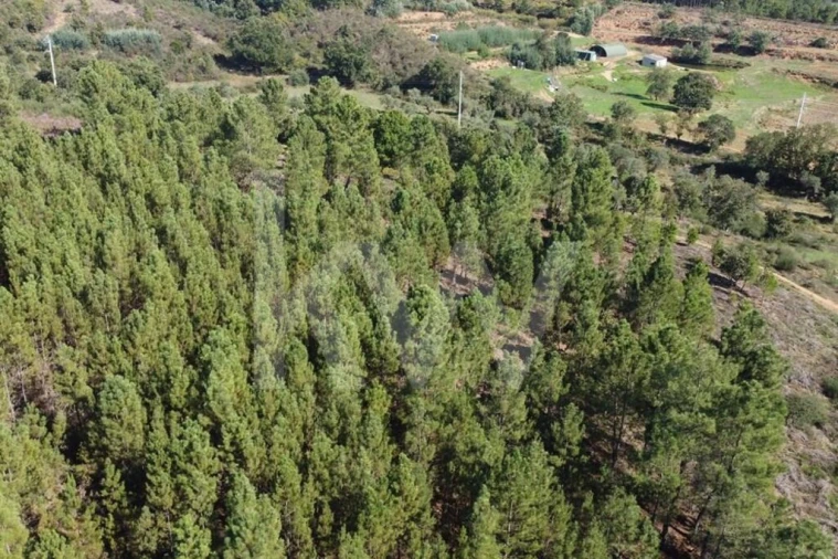 Quinta T5 para Venda em Souto da Casa Foto 7