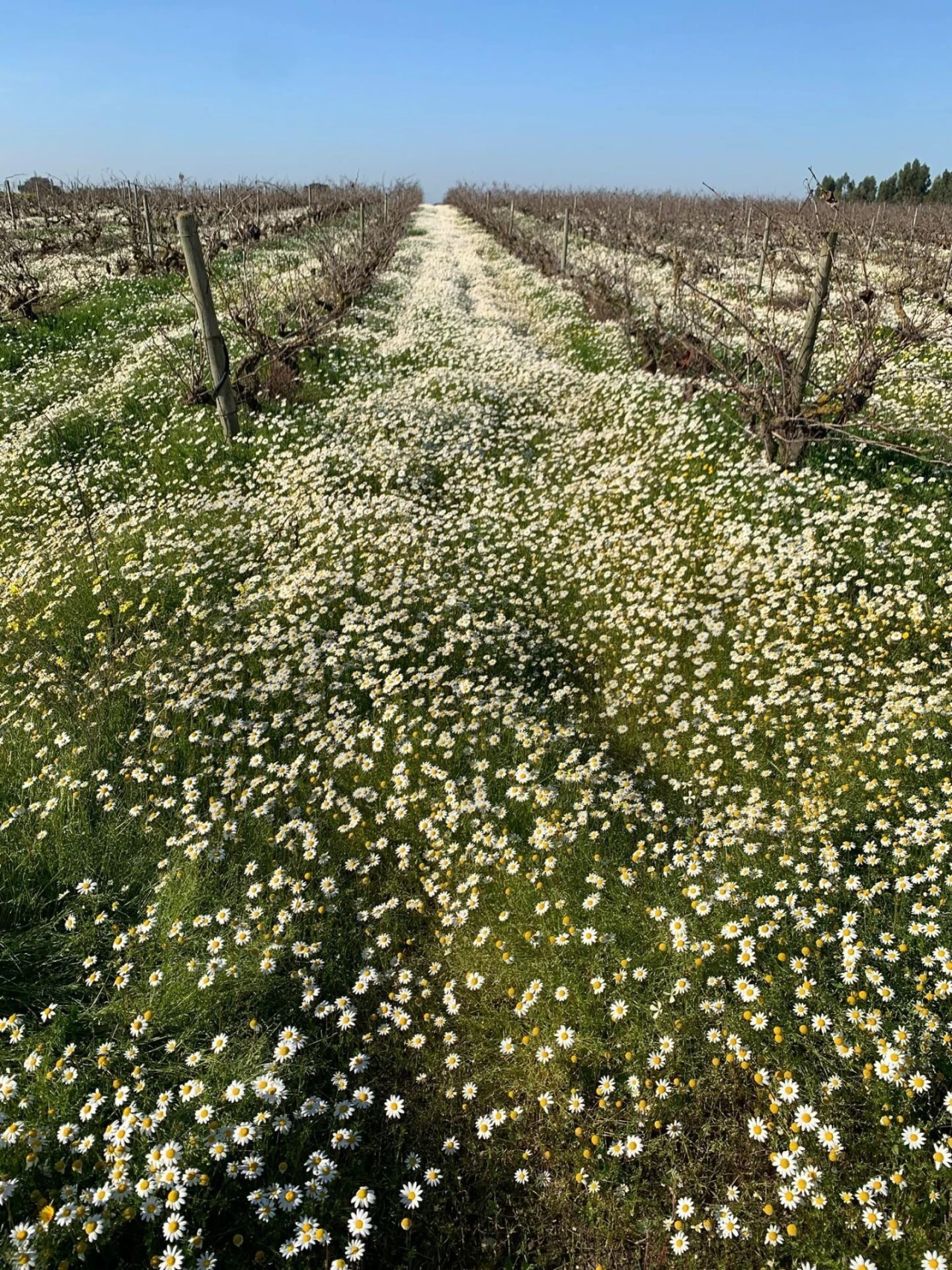 Terreno para Venda em Poceirão e Marateca Foto 8