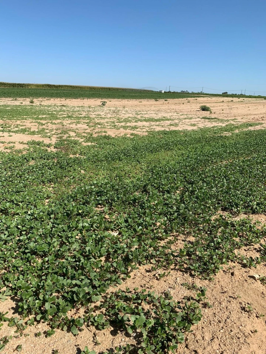 Terreno para Venda em Poceirão e Marateca Foto 4