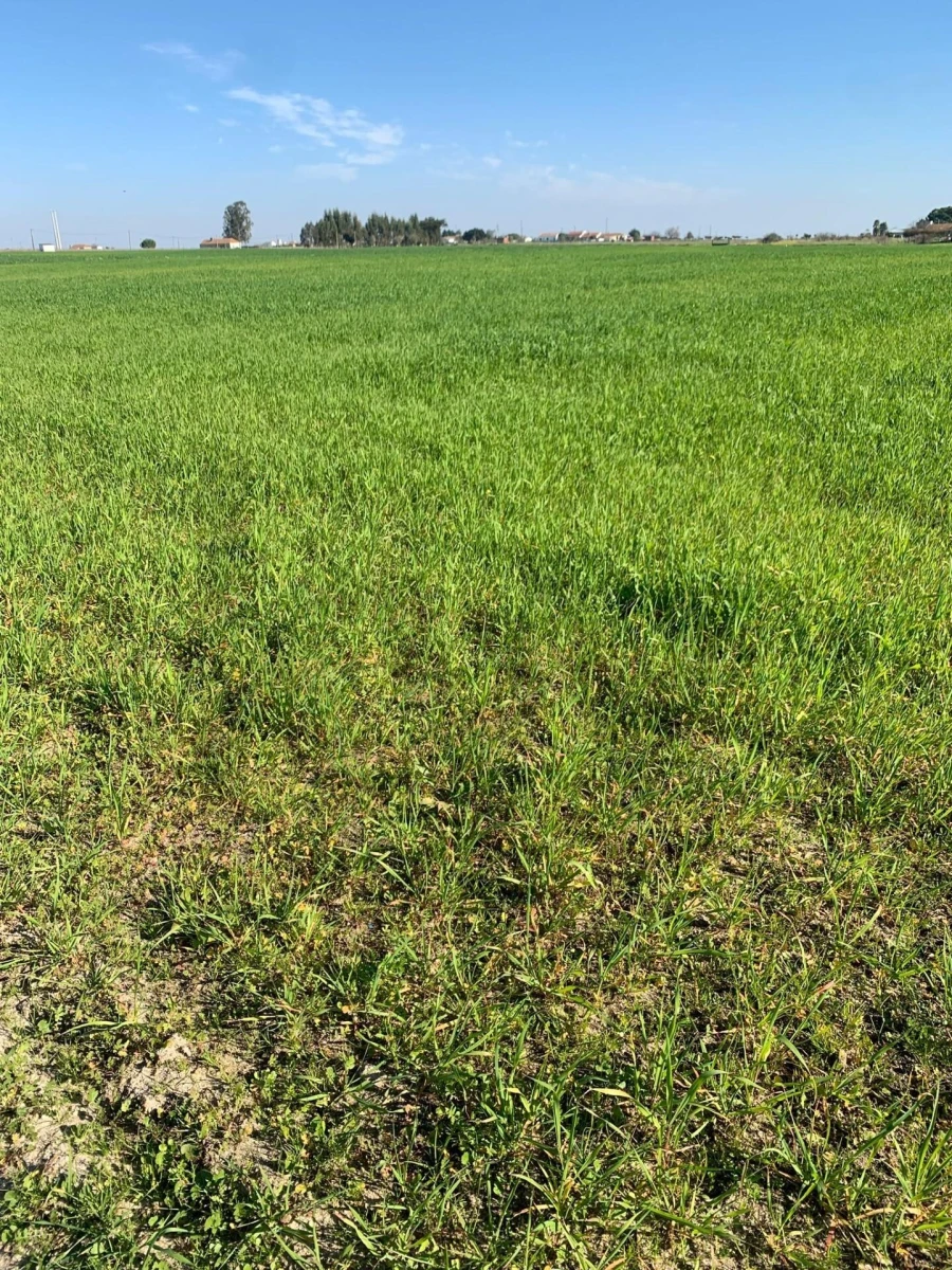 Terreno para Venda em Poceirão e Marateca Foto 9