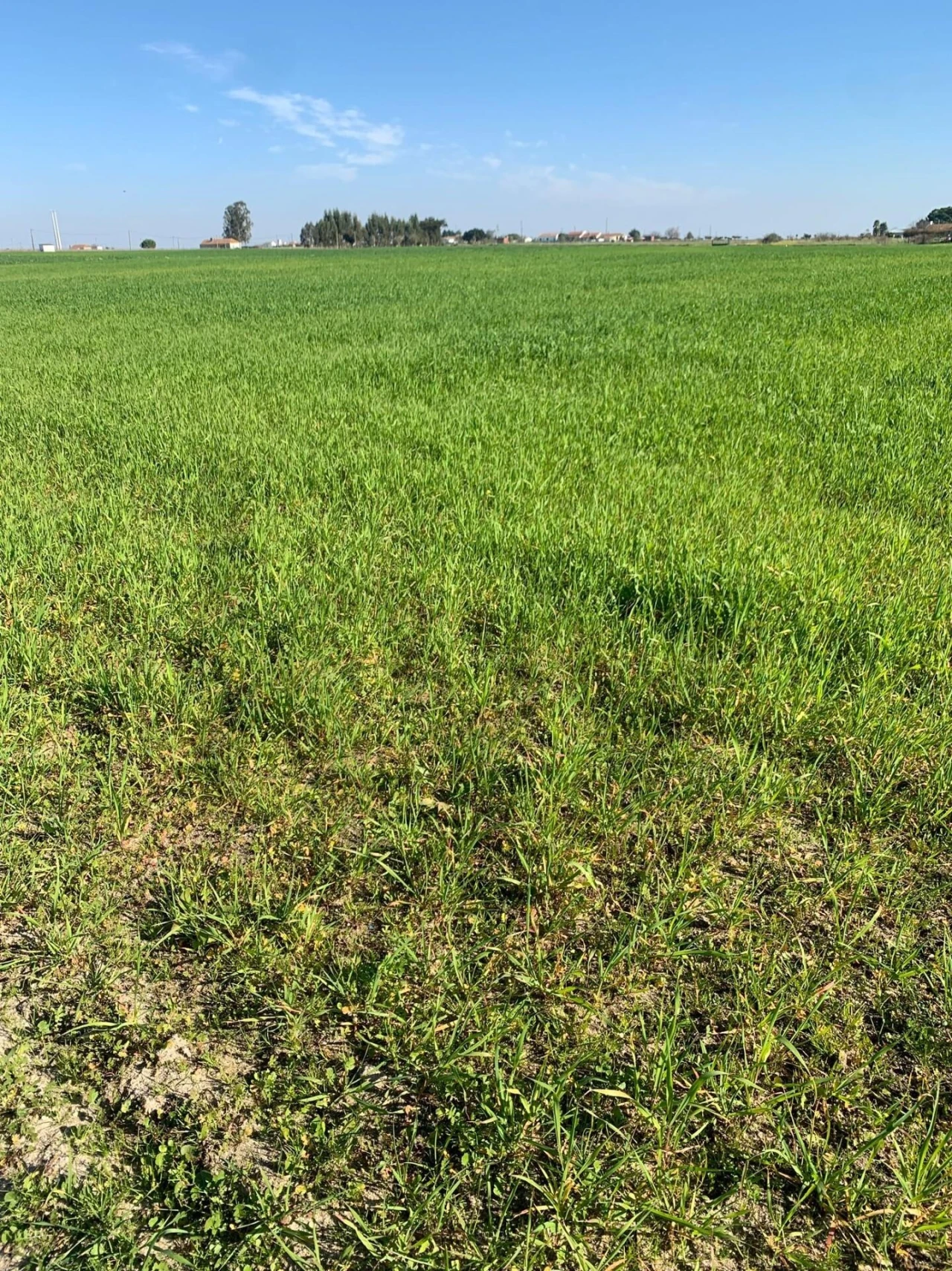 Terreno para Venda em Poceirão e Marateca Foto 9