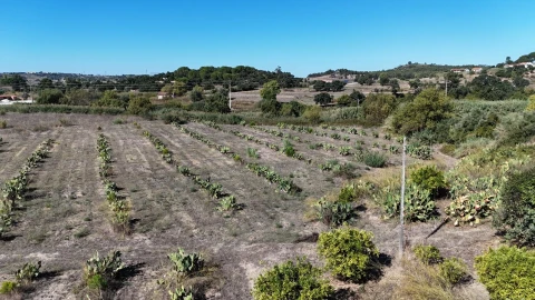 Terreno para Venda em Romeira e Várzea