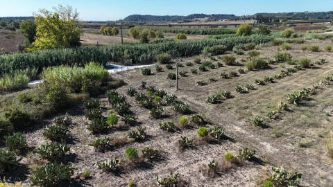 Terreno para Venda em Romeira e Várzea