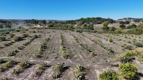 Terreno para Venda em Romeira e Várzea