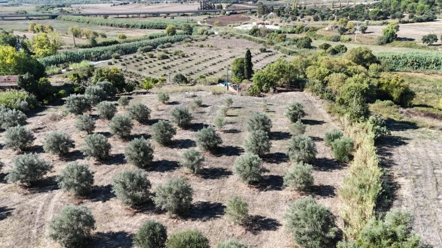 Terreno para Venda em Romeira e Várzea Foto 4