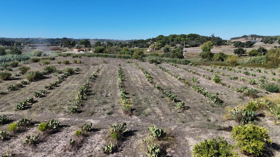 Terreno para Venda em Romeira e Várzea Foto 16