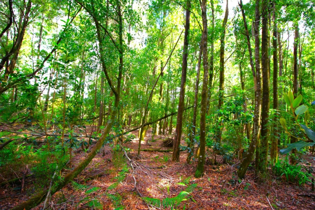 Terreno para Venda em Santana Foto 21