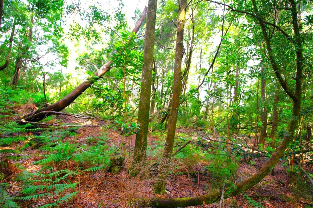 Terreno para Venda em Santana Foto 22