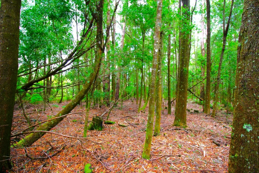 Terreno para Venda em Santana Foto 28