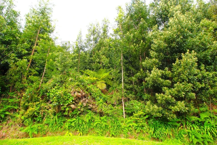 Terreno para Venda em Santana Foto 32