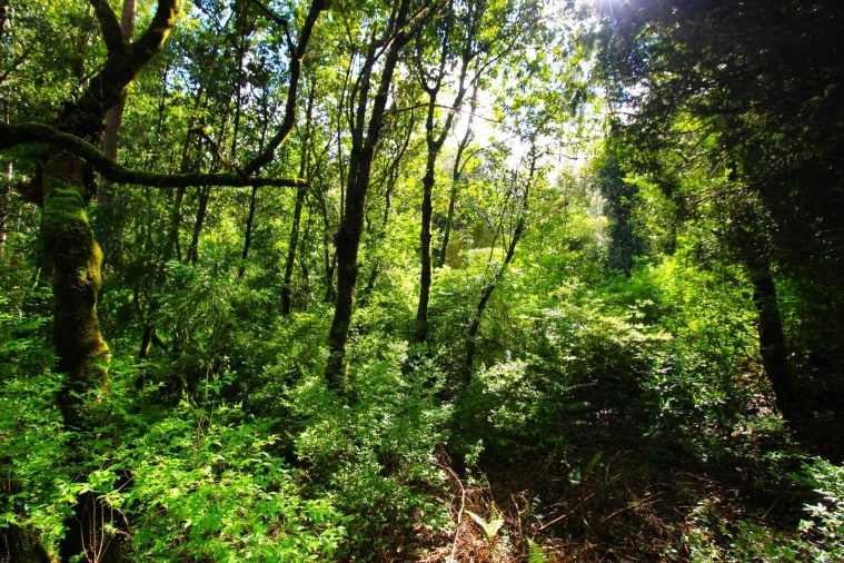 Terreno para Venda em Santana Foto 6