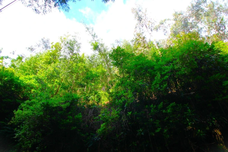 Terreno para Venda em Santana Foto 12