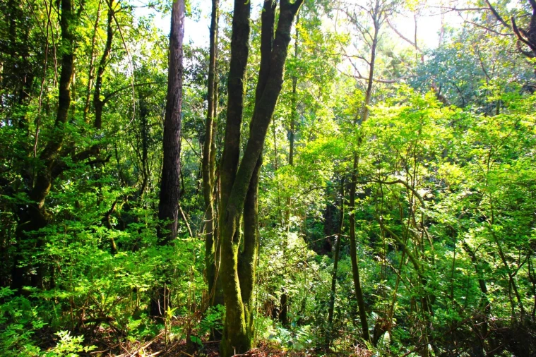 Terreno para Venda em Santana Foto 11