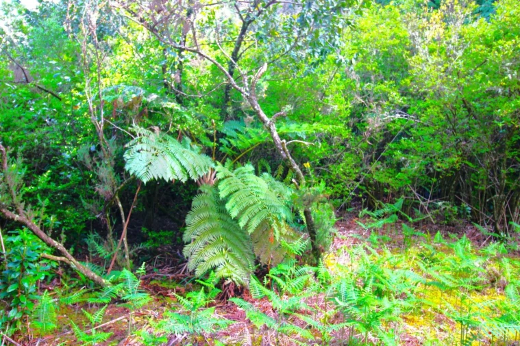 Terreno para Venda em Santana Foto 16