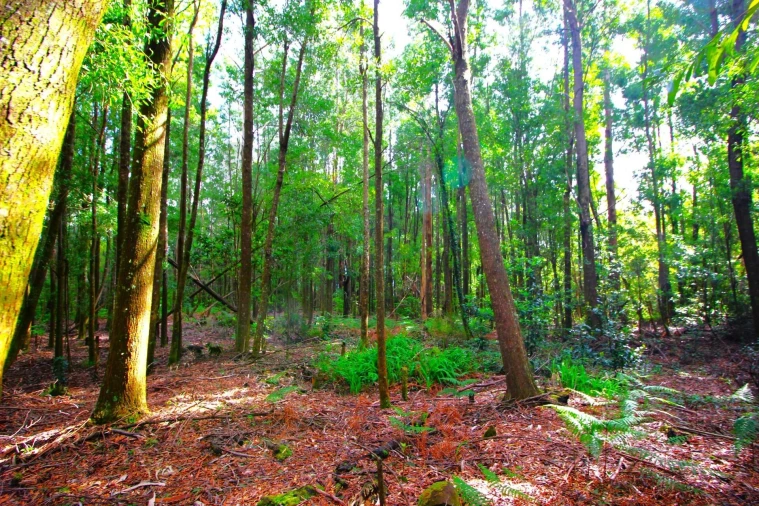 Terreno para Venda em Santana Foto 26