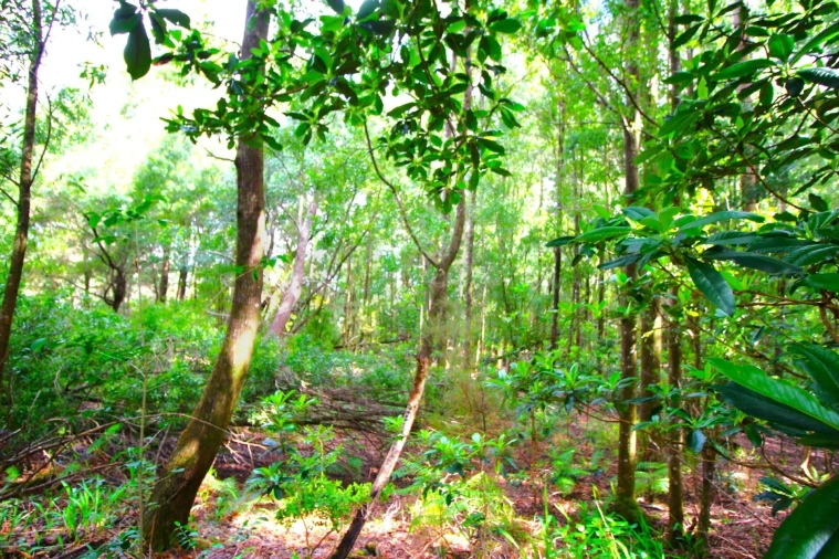 Terreno para Venda em Santana Foto 20