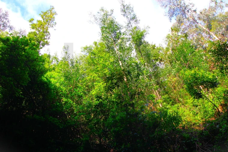 Terreno para Venda em Santana Foto 13