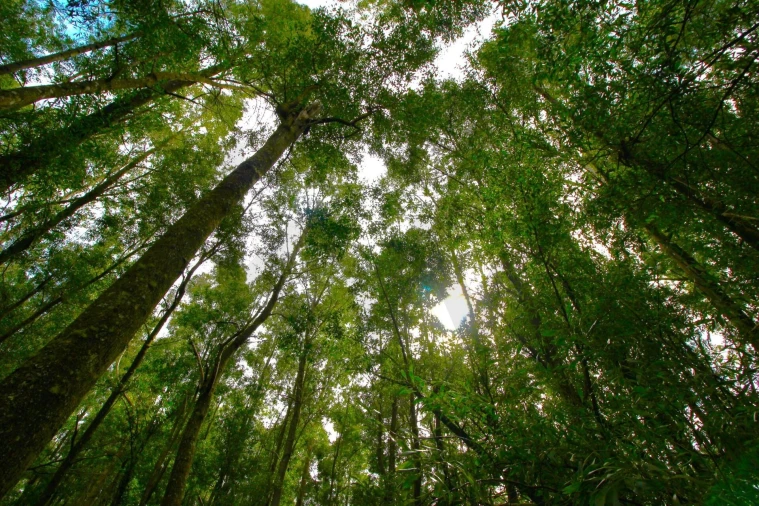 Terreno para Venda em Santana Foto 27