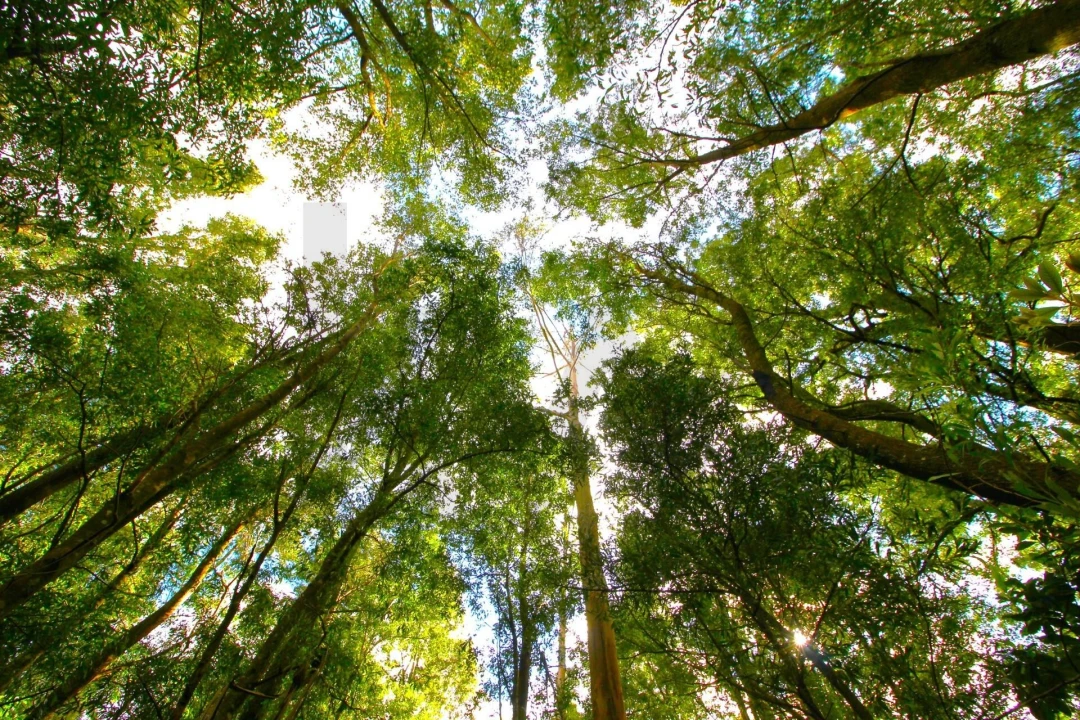 Terreno para Venda em Santana Foto 24