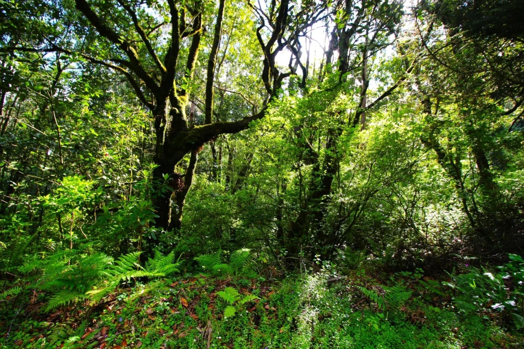 Terreno para Venda em Santana Foto 8