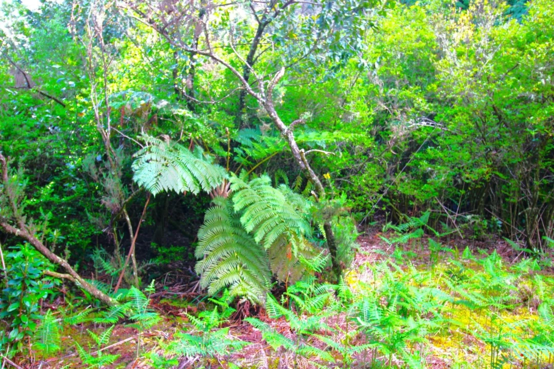 Terreno para Venda em Santana Foto 16