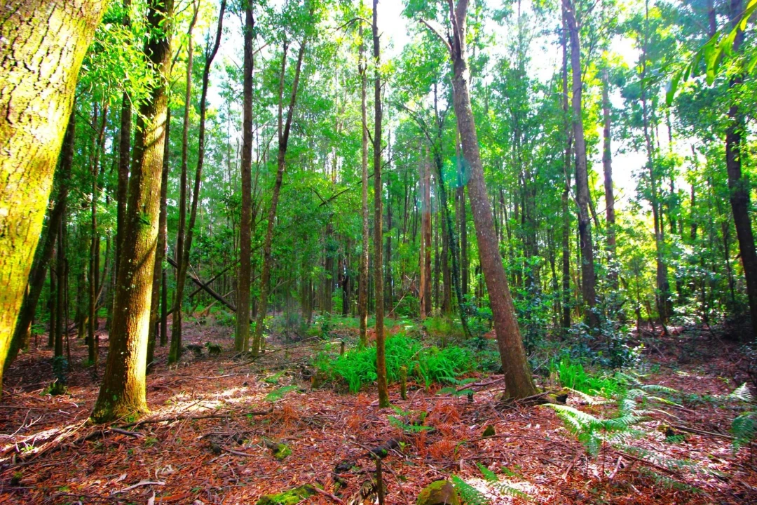 Terreno para Venda em Santana Foto 26