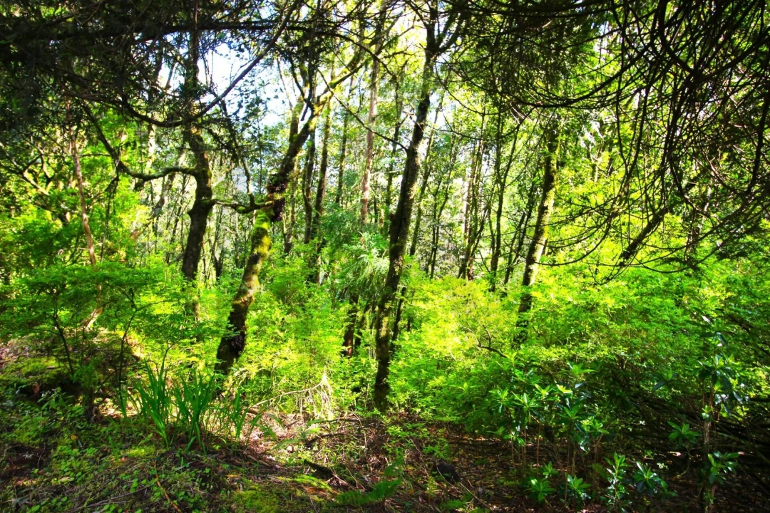 Terreno para Venda em Santana Foto 4