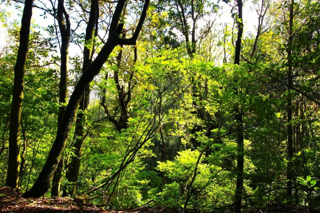 Terreno para Venda em Santana Foto 10