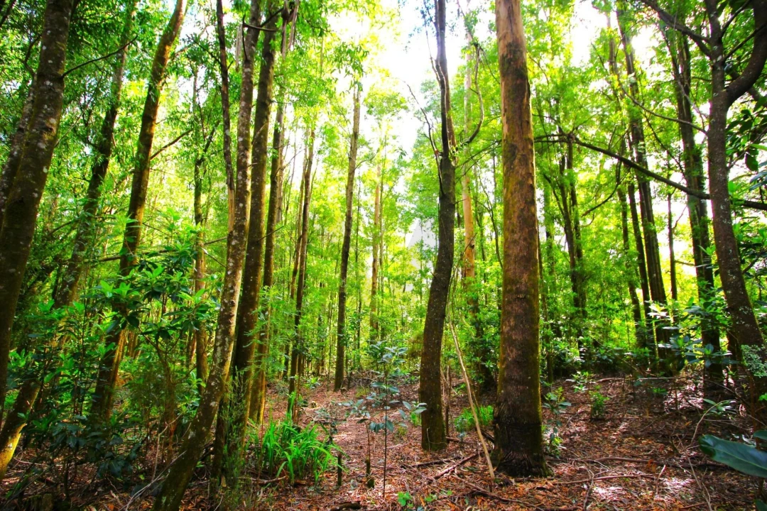 Terreno para Venda em Santana Foto 23