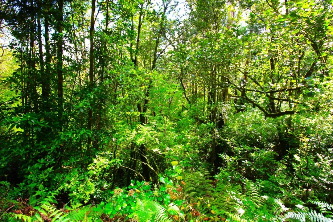Terreno para Venda em Santana Foto 9