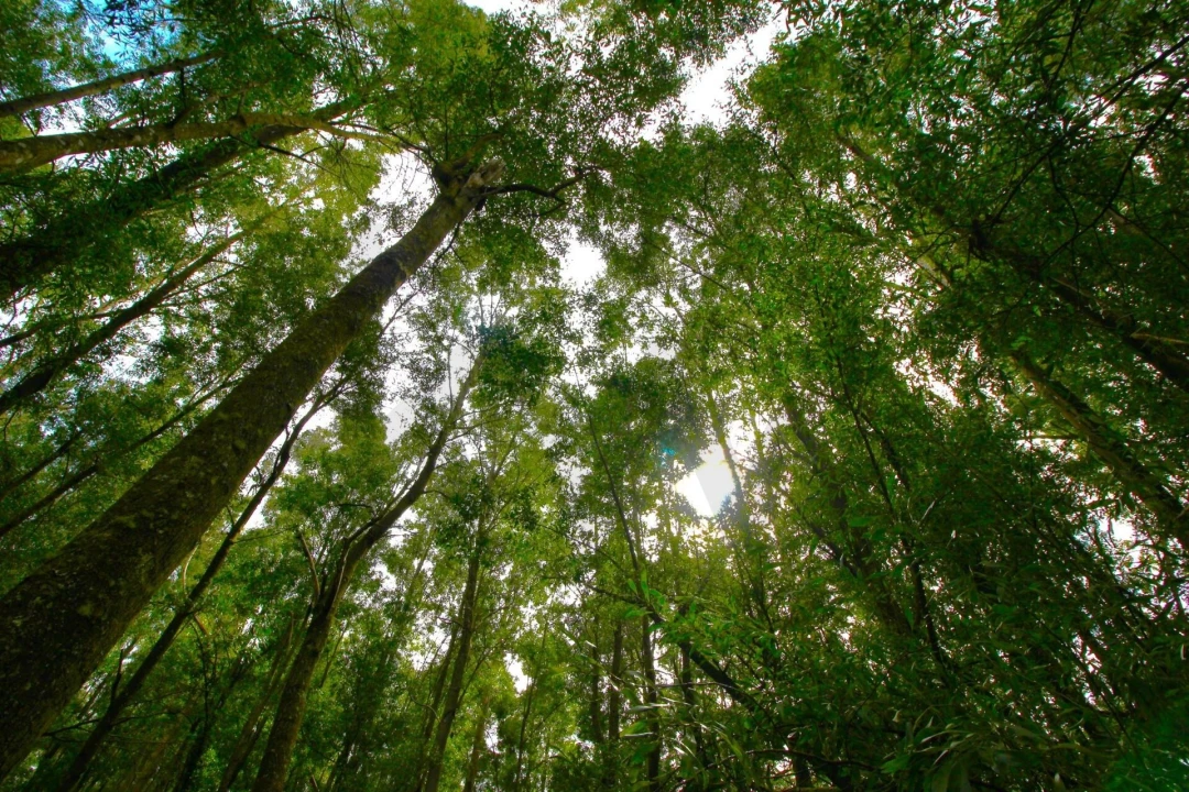 Terreno para Venda em Santana Foto 27